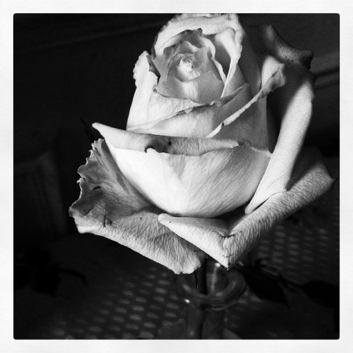 10408562_10153026074439374_3523686062918147987_n